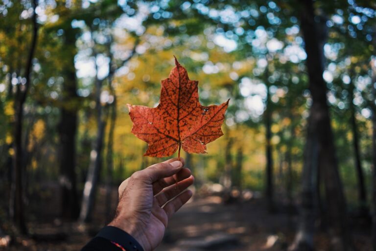 Investir au Canada : pourquoi ?