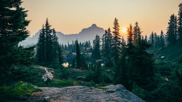 À savoir avant d’investir dans une forêt