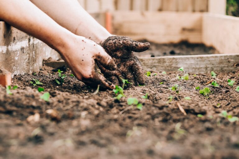 Investir dans la terre agricole : l’eldorado de l’or vert