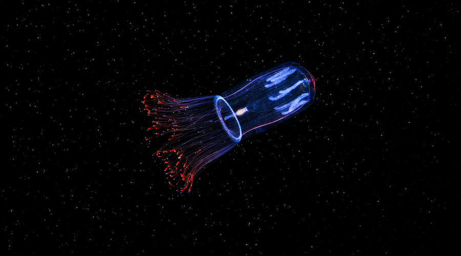 Jellyfish