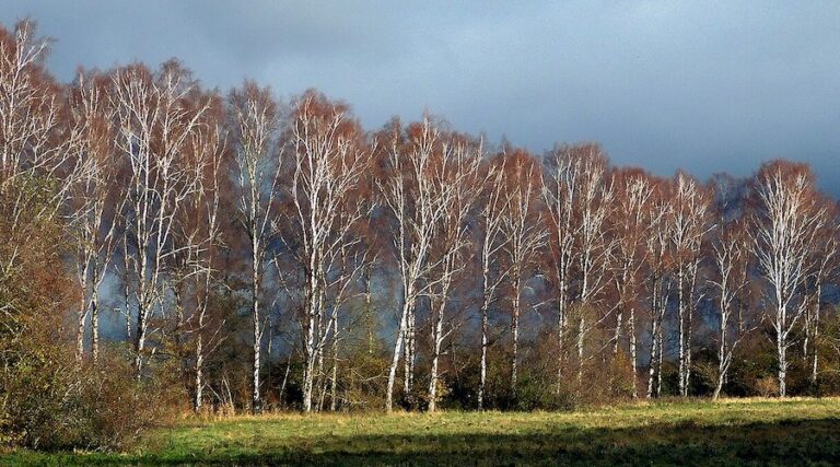 A birch-curtain in November in Ystad, Sweden.