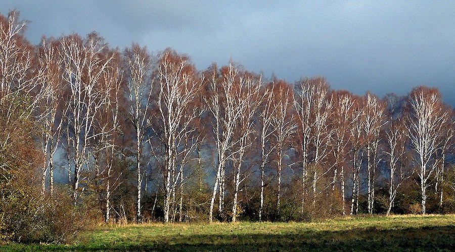 A birch-curtain in November in Ystad, Sweden.