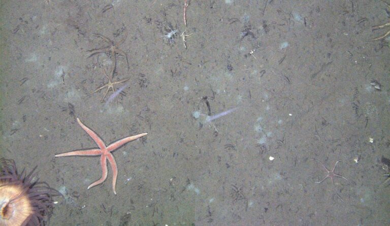 Deep-sea starfish and anemone