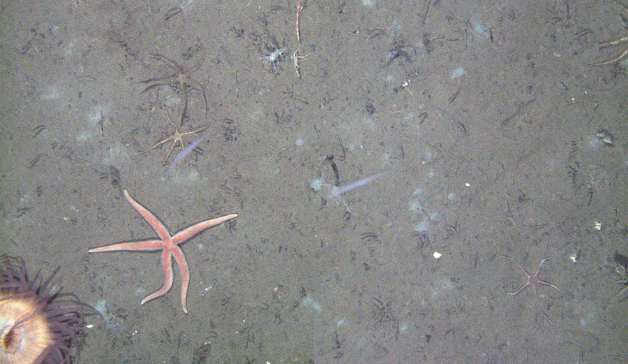 Deep-sea starfish and anemone