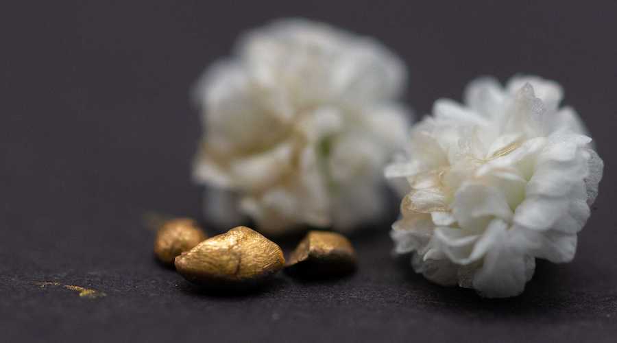 The gold nugget obtained from computer motherboards in three parts. The largest of these parts is around five millimetres wide. (Photograph: ETH Zurich / Alan Kovacevic)