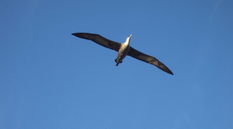Albatross