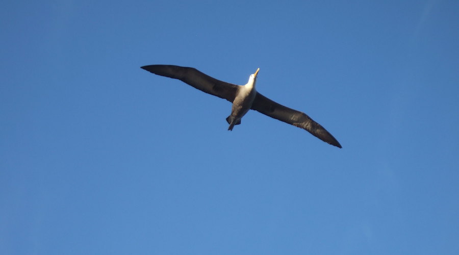 Albatross