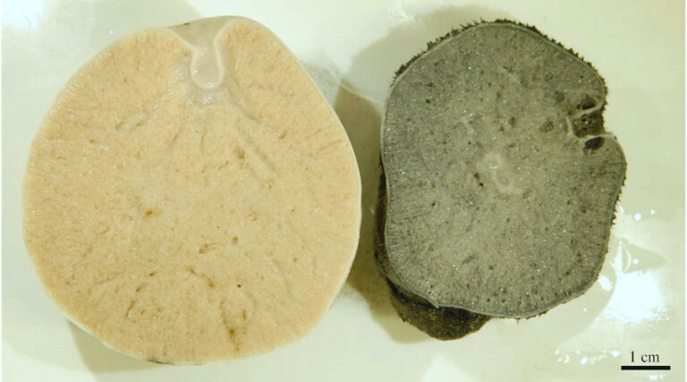 Healthy sponge and sponge exposed to deep-sea mining plumes