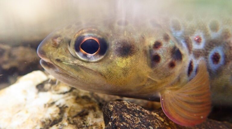 A brown trout.