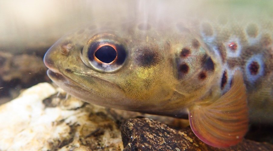 A brown trout.