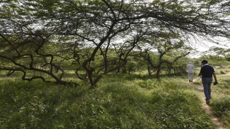 Permissions to build within forest areas must first be cleared by the Central Empowered Committee and then approved by the Supreme Court. (HT Archive)