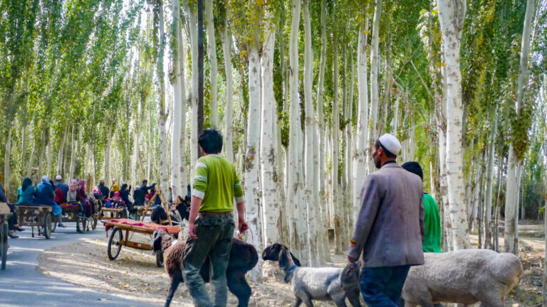 Uyghur people travel along birch tree lined roads to the weekly market at Yopurga near Kashgar in Xinjiang Uygur Autonomous Region of China.
