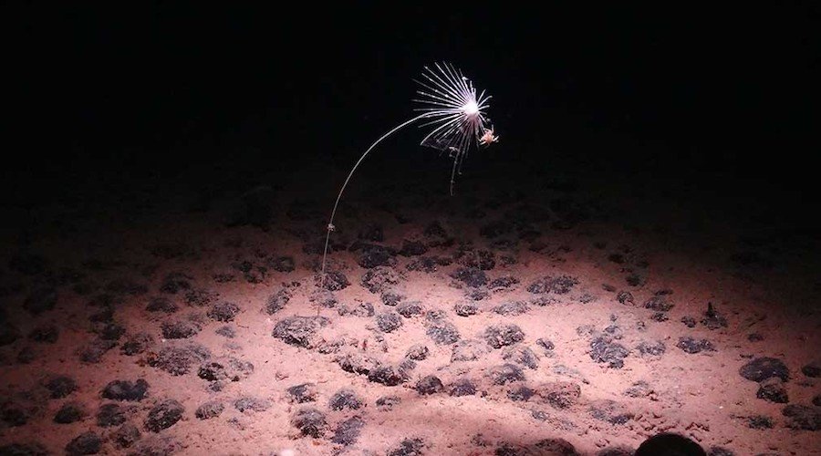 Des cicatrices miniers en haute mer restent après 40 ans, mais la vie revient