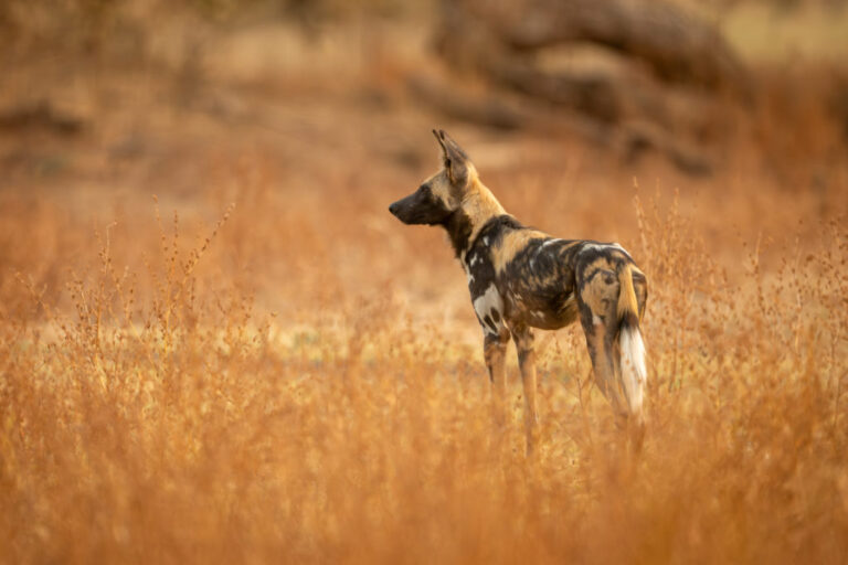 Zambia nature
