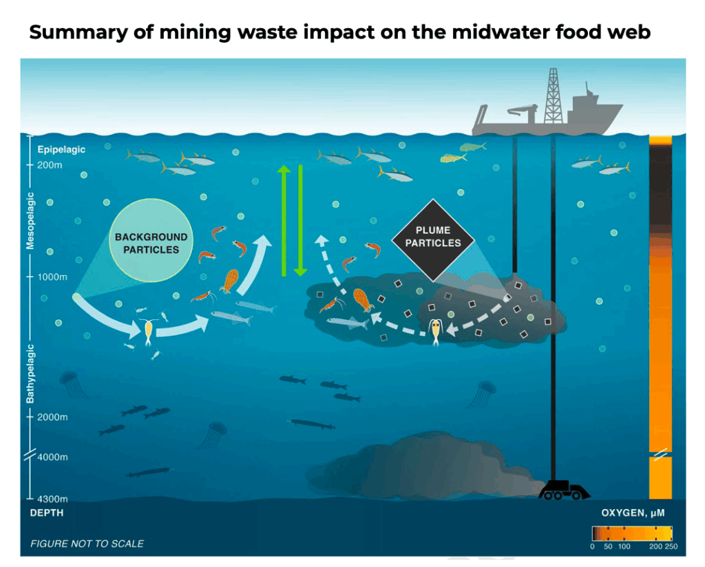 Une étude prévient que les déchets miniers en haute mer menacent la vie océanique